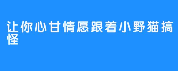 让你心甘情愿跟着小野猫搞怪