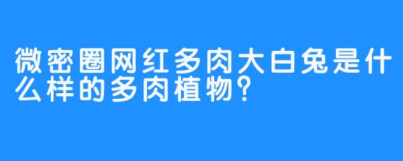 微密圈网红多肉大白兔是什么样的多肉植物？